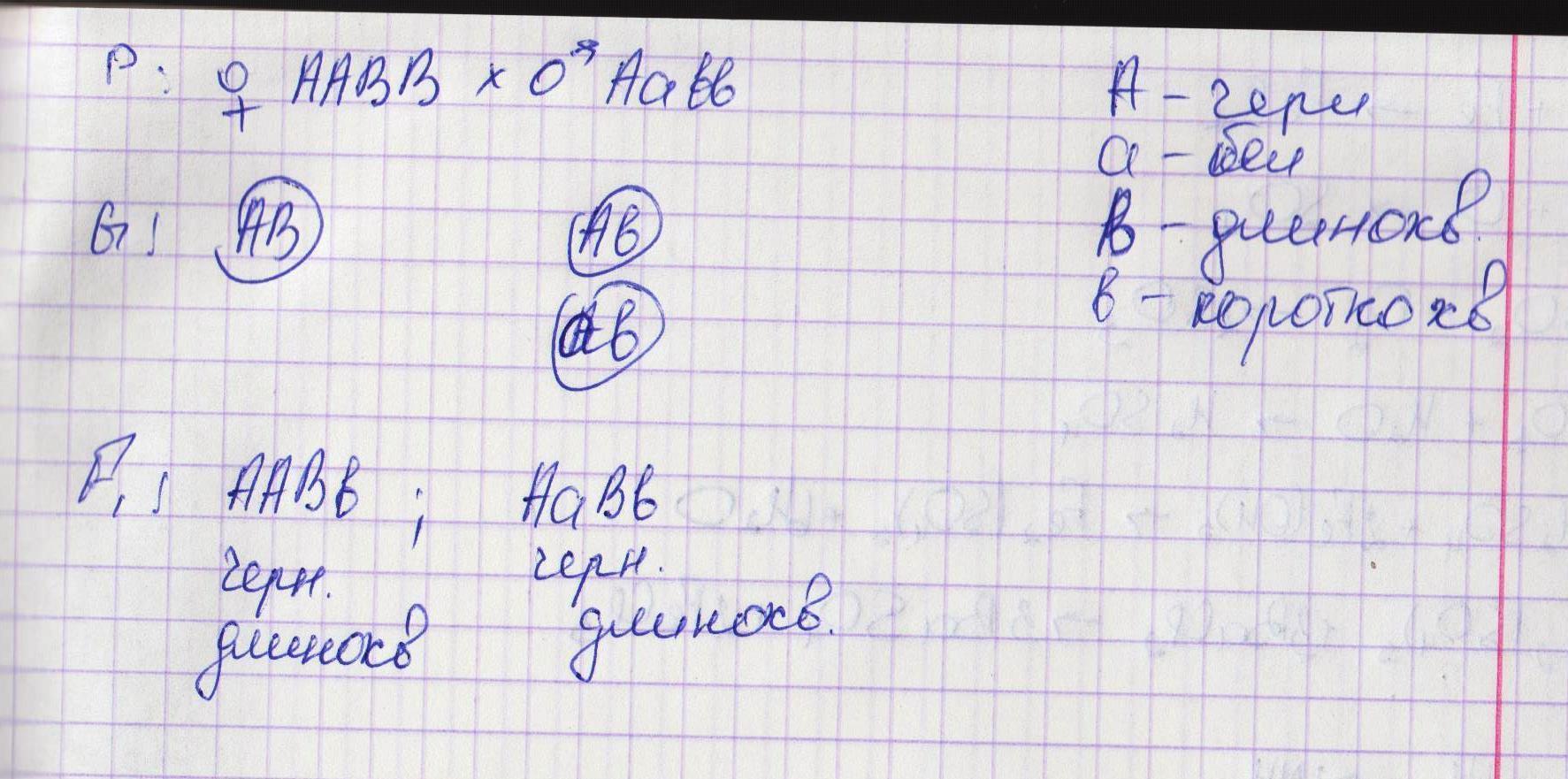 Скрестили гомозиготных черного