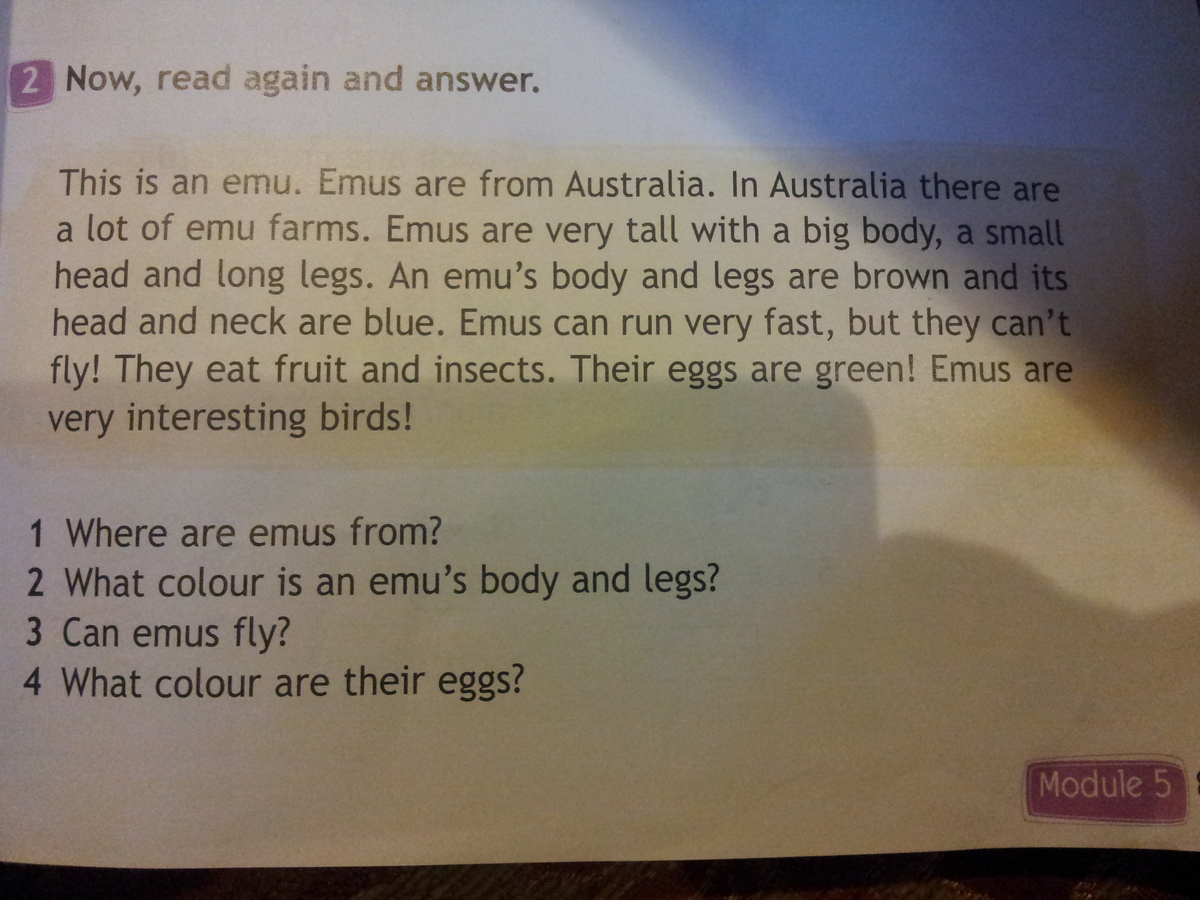 A lot of emu farms. Where are Emus from перевести на русский. Emu перевод. Emus перевод с английского. This is an Emu.