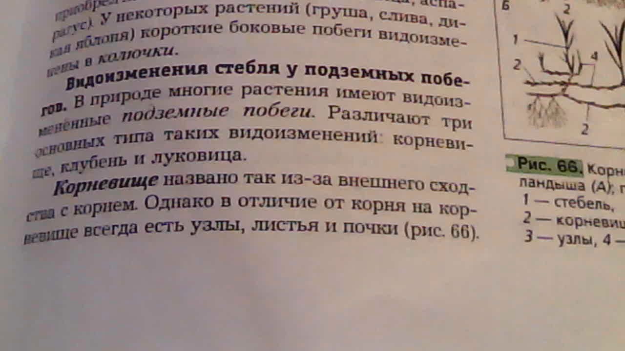 Какие из перечисленных растений являются плодами. Какие из перечисленных частей растения используют. Какие из перечисленных частей растений является для питания человека. Растения используемые для питания человеком не являются плодами.